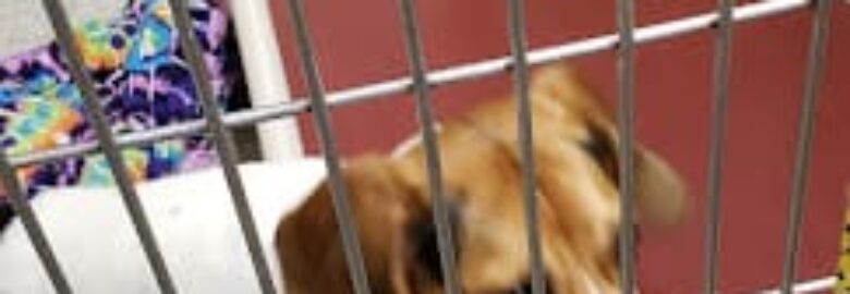 Porter County Animal Shelter