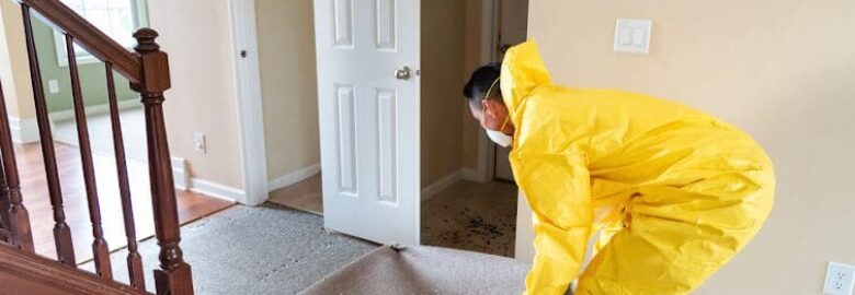 The Mold Removers, LLC