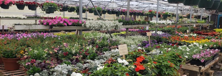 Bernacchi’s Oak Valley Greenhouses