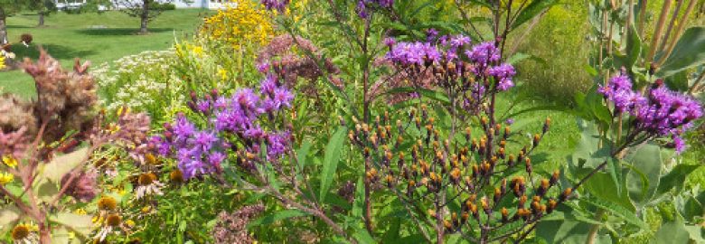 Nodding Onion Gardens Native Plant Nursery