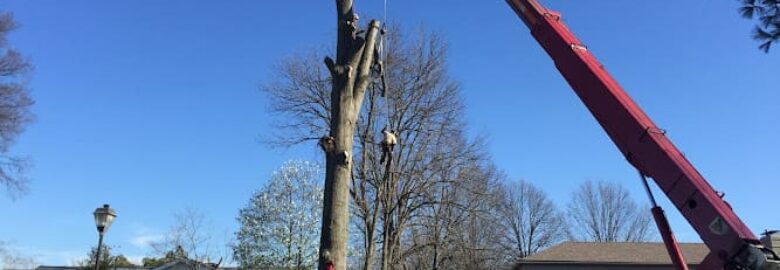 Louisville Tree Service, LLC