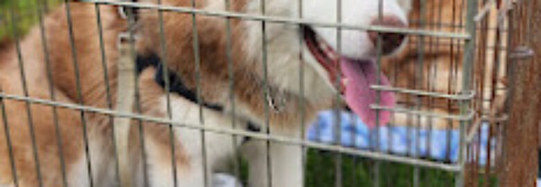 Animal Shelters, Georgetown, KY, US