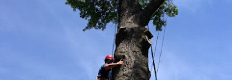 Sidonian Tree Service