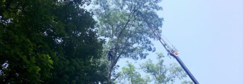 Back Tree Service