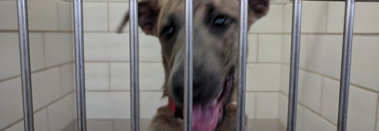 Cuyahoga County Animal Shelter