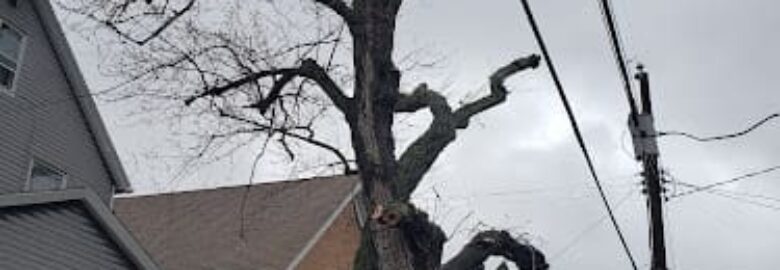 Hercules Tree Service LLC