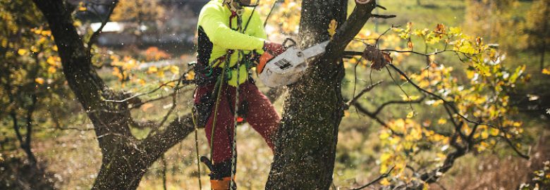 Above & Beyond Tree and Shrubbery Service