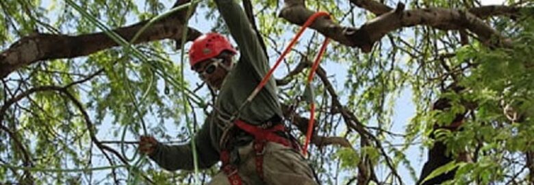 Arborist & Tree Removal, Lexington, KY, US