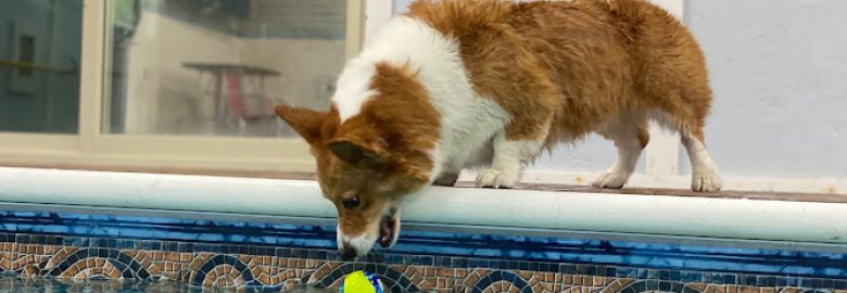 Pet Grooming, Frankfort, KY, US